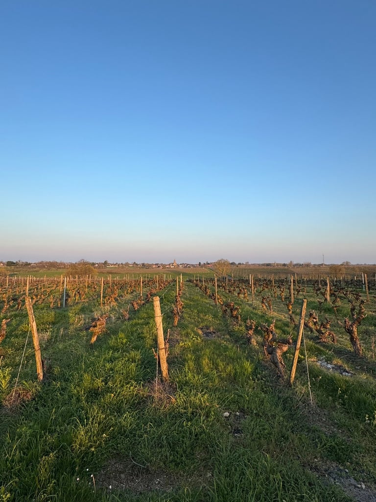 Scenic view of a lush green vineyard in the countryside under a clear blue sky during sunset.