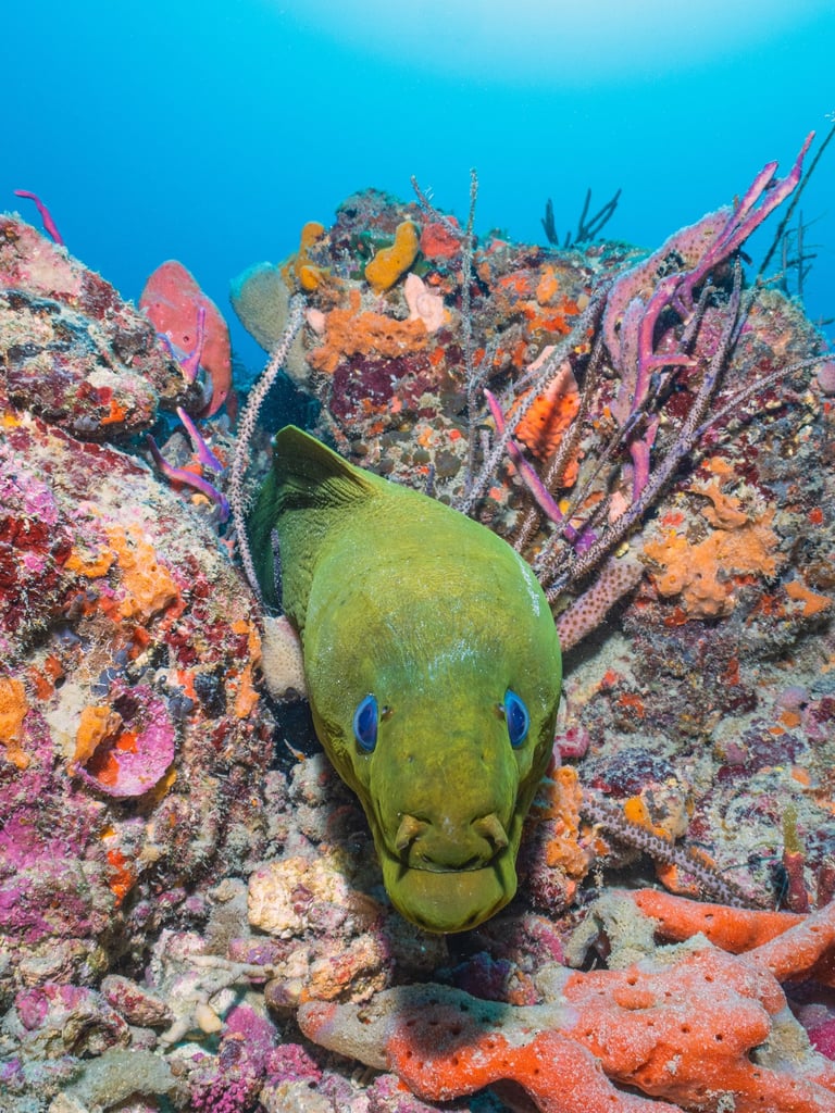 close-up of marine creature with unique texture – underwater image from global dive travel