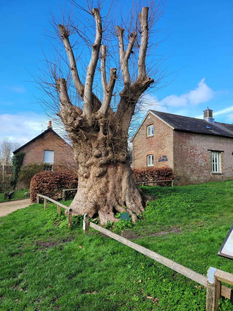 Tolpuddle martyrs tree