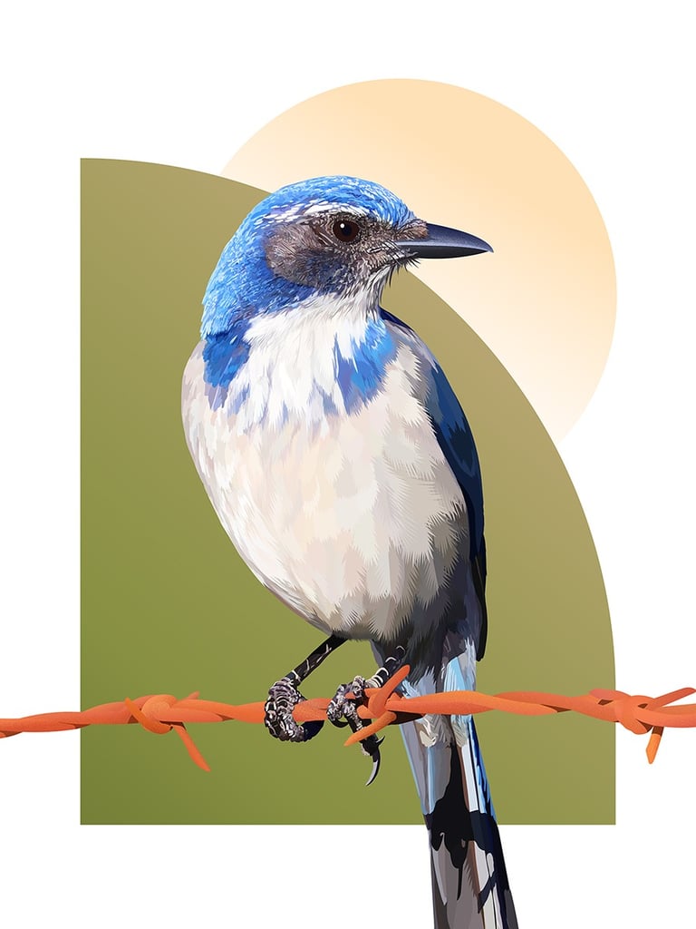 "SAPPHIRE WINGS" California Scrub Jay illustration (vector hyperrealism)