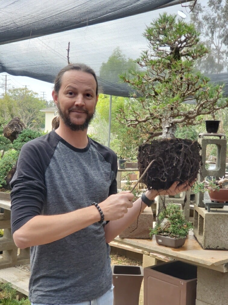 Colin Purcell repots a Japanese black pine bonsai