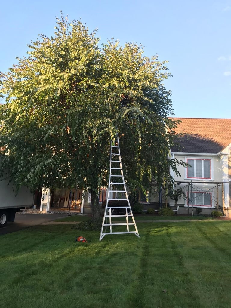 Tree Pruning