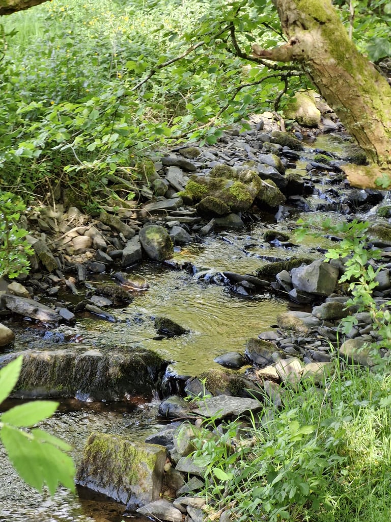 a stream running through a lush green forest at teifi meadows