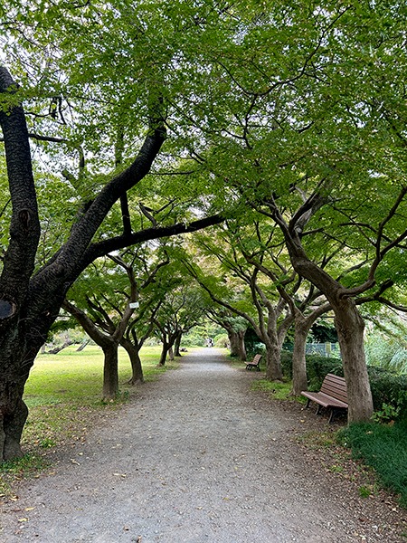 jardins botaniques de Koishikawa à Tokyo