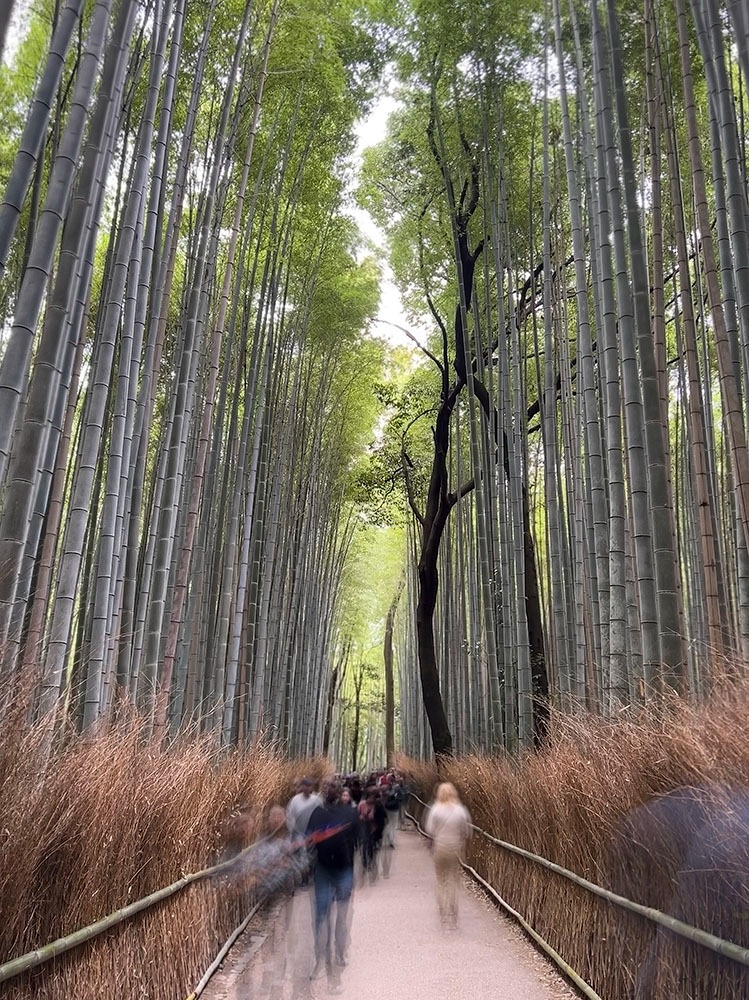 Foret de bambous d'Arashiyama