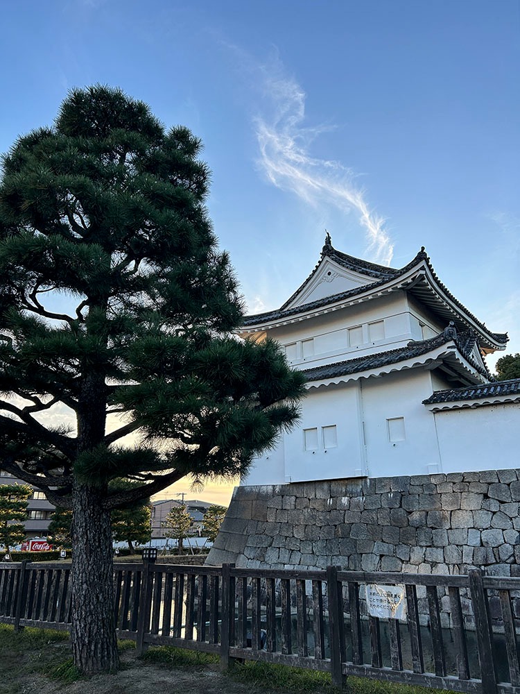 Château de Nijo accompagné d'un cèdre japonais sur le côté