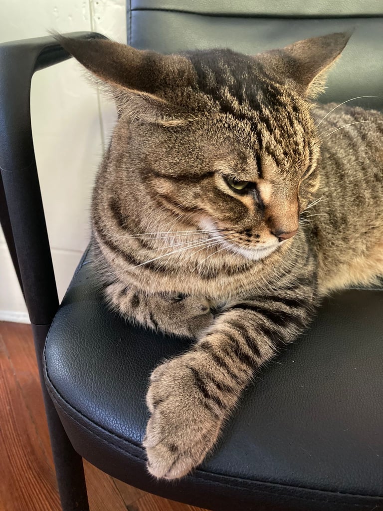 Chat polydactyle dans la maison d'Ernest Hemingway, Key West