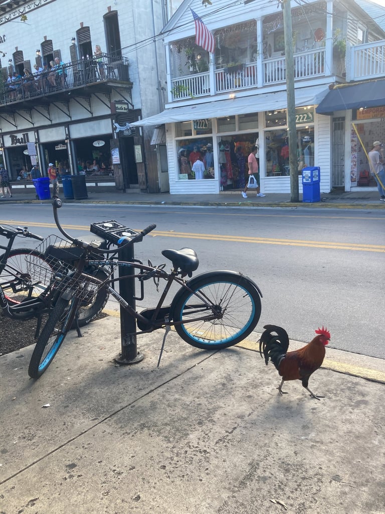 Coq de Key West, Floride