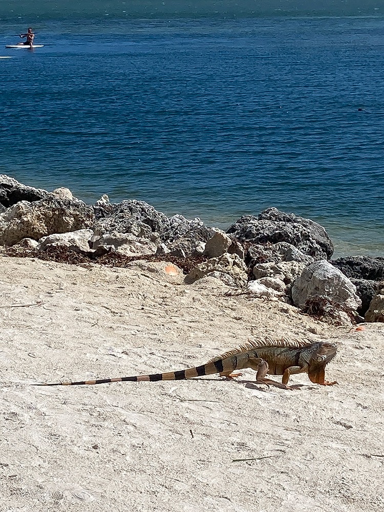 Iguane sur la plage, Islamorada