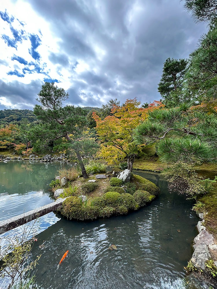 Jardin japonais du temple Tenriyu-Ji avec une carpe koi dans le plan d'eau