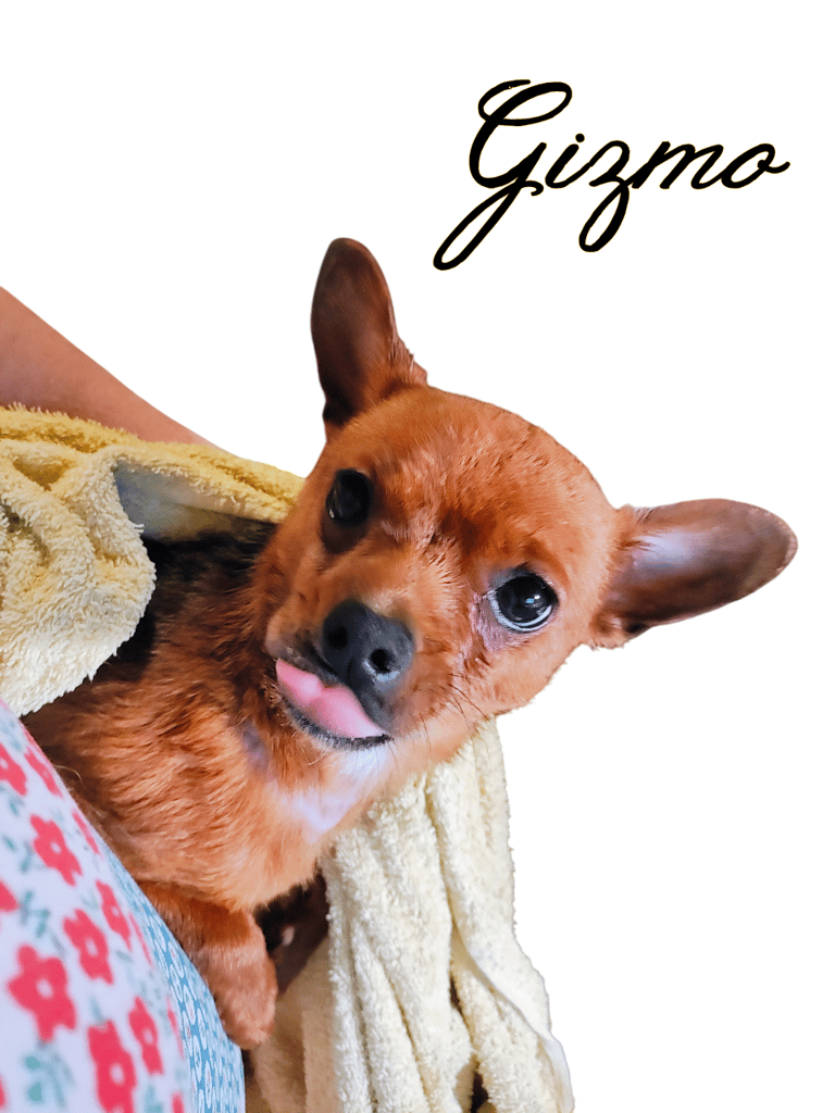 min pin dog named gizmo