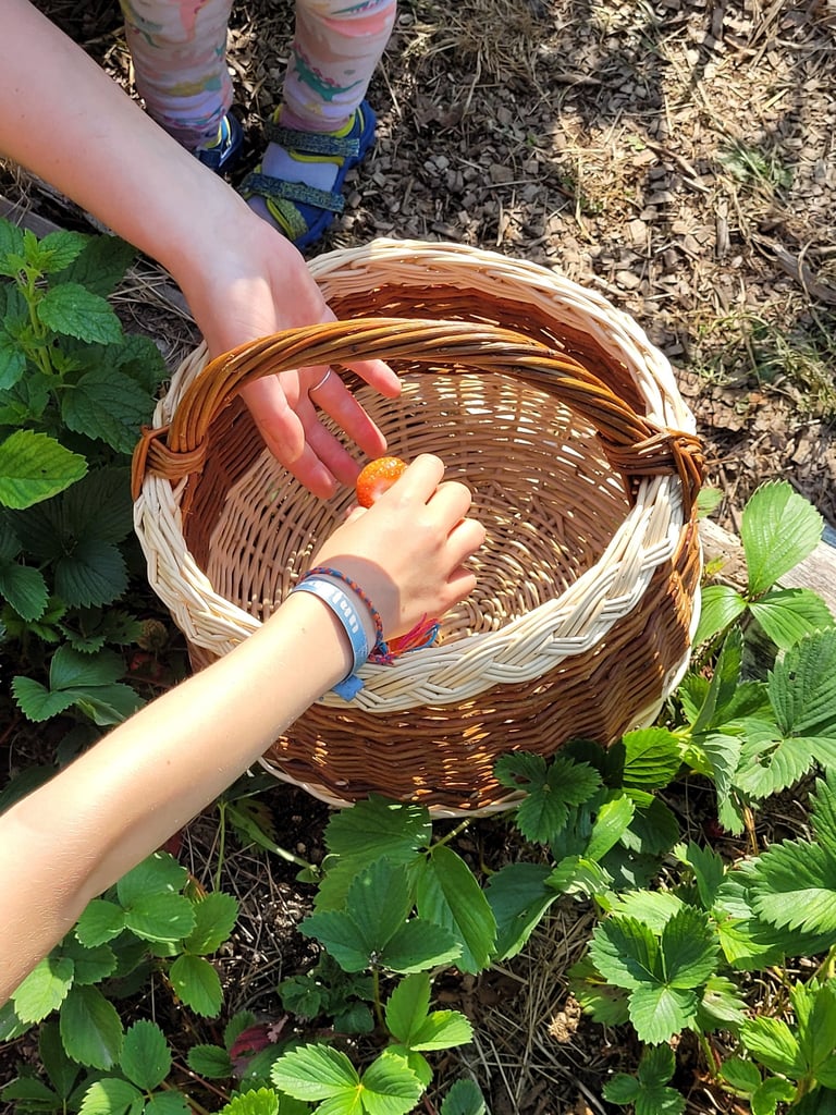 Panier en osier pour la cueillette - Atelier Saule Sister