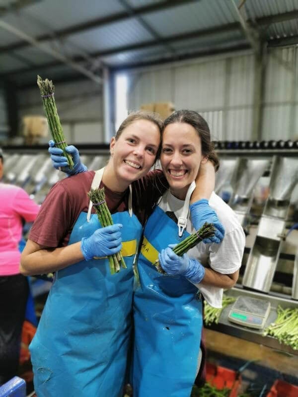 Trabajar en el campo empaquetando espárragos en Australia