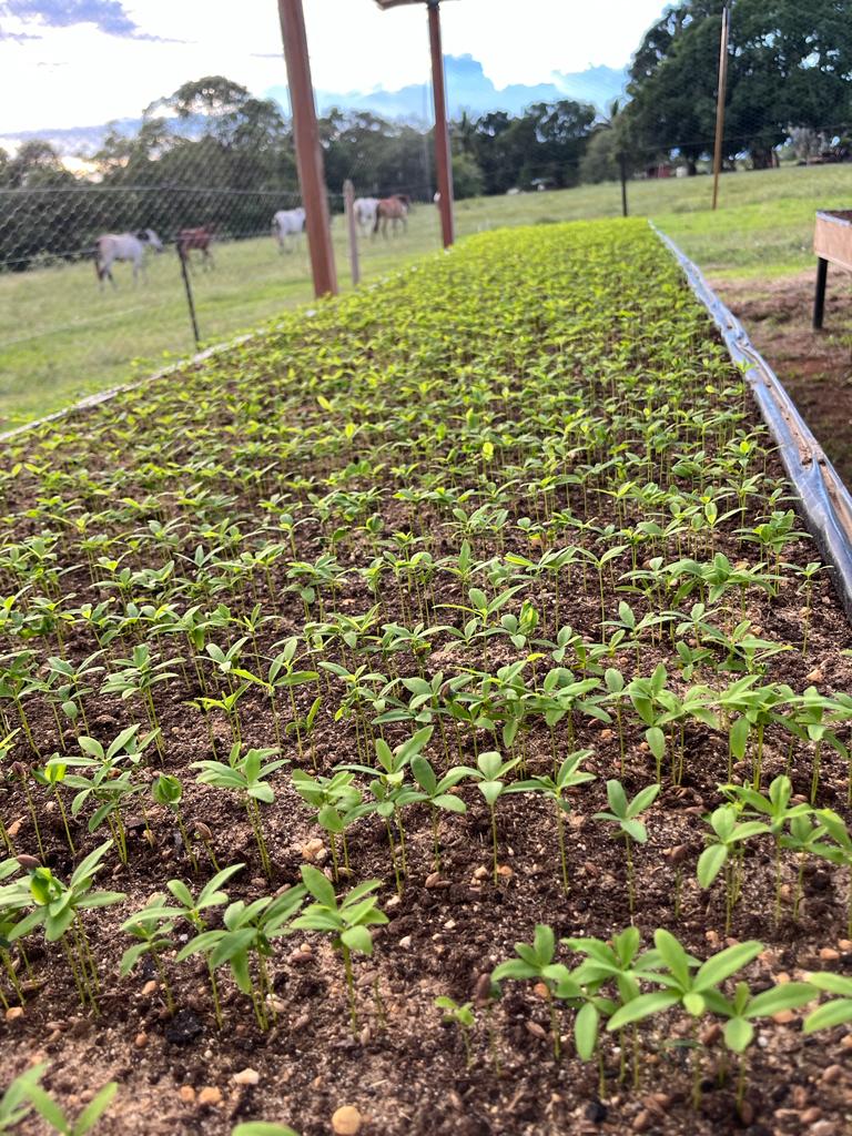 Nursery, Terra Forest