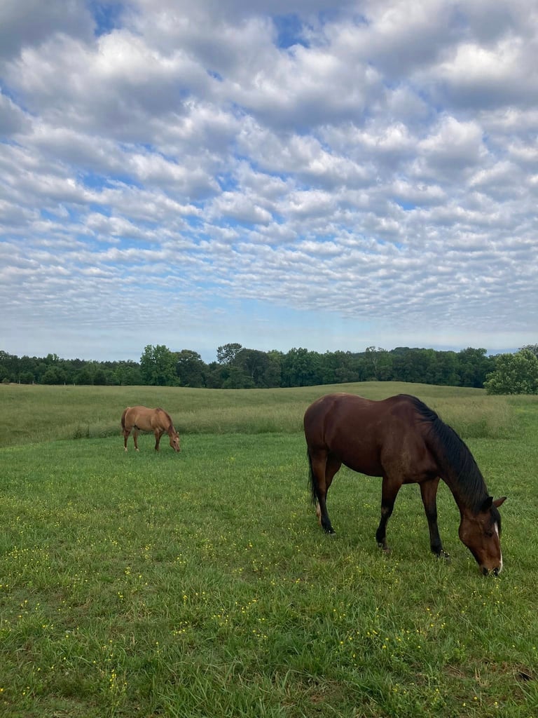 horses grazing in a field
