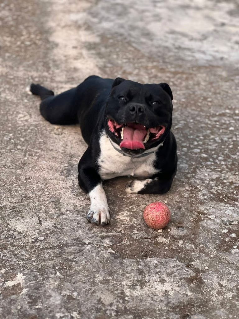 Maschio si sbt del Grecalestaffs, allevamento etico di Staffordshire Bull Terrier in Sicilia