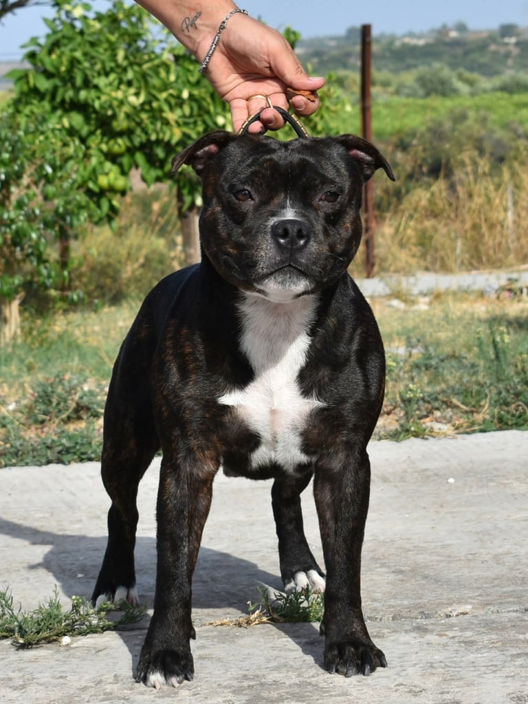 Staffordshire bull terrier pedigree enci fci grecalestaffs allevamento