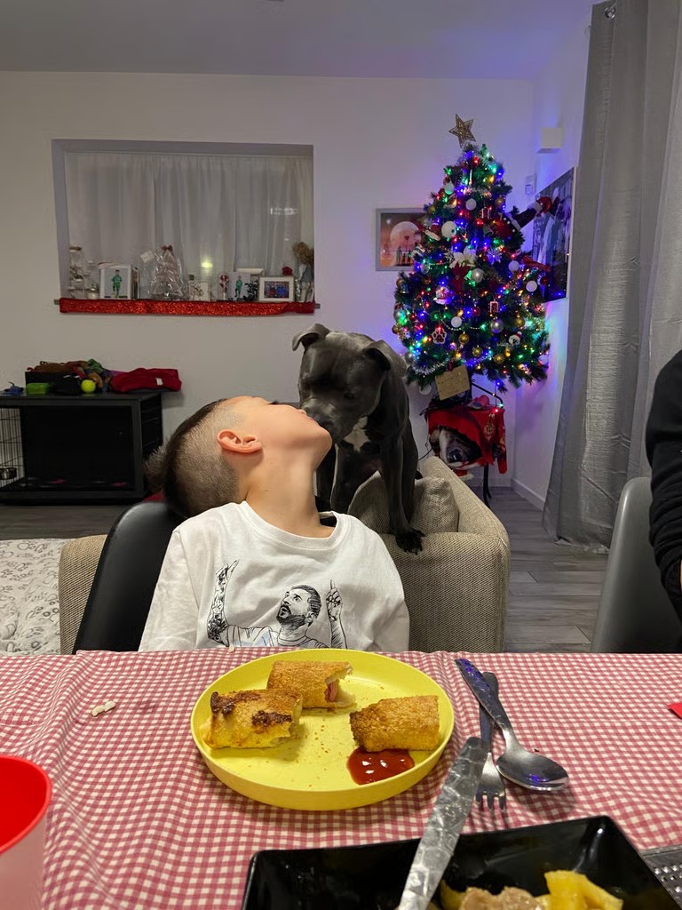 Cucciola di Staffy blu bacia bambino. Esemplare venduto da Grecalestaffs ad una famiglia di Torino