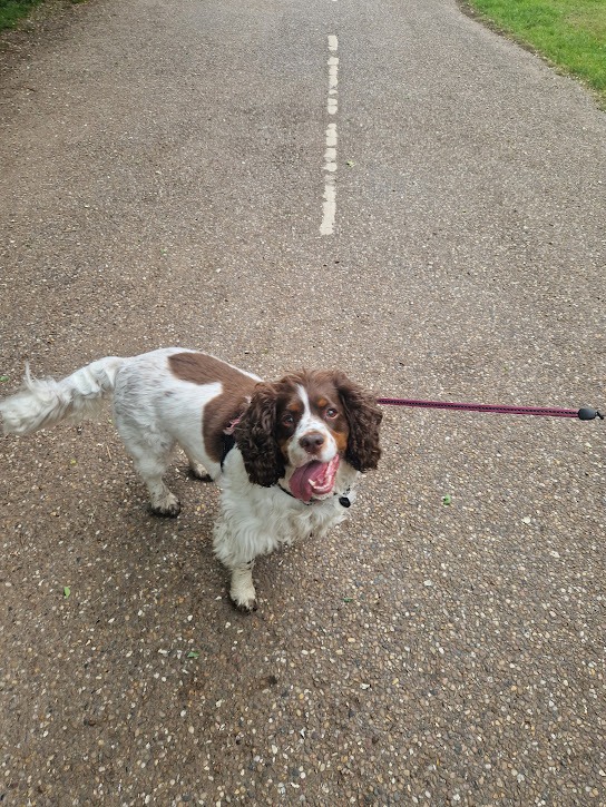 Doncaster dog walker