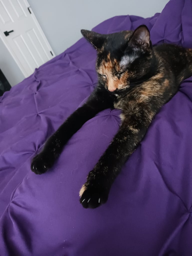 Beetle loves to stretch her front paws
