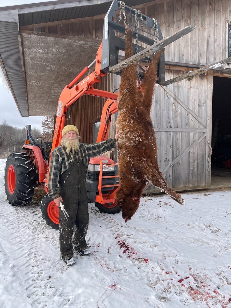 Farmer Brian stands next to a butchered bull