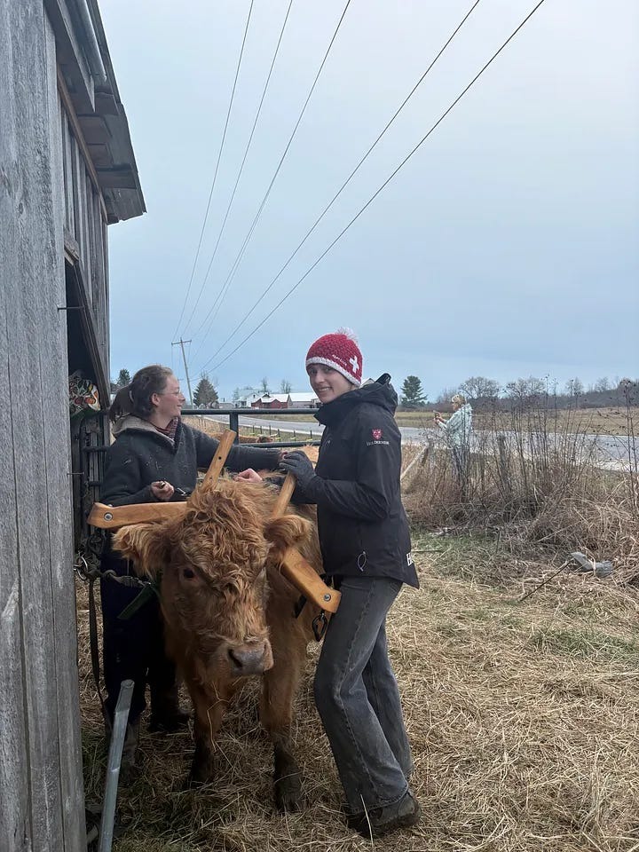 Two people fit a traditional wooden yoke onto a fluffy brown Highland cow outside a rustic barn.