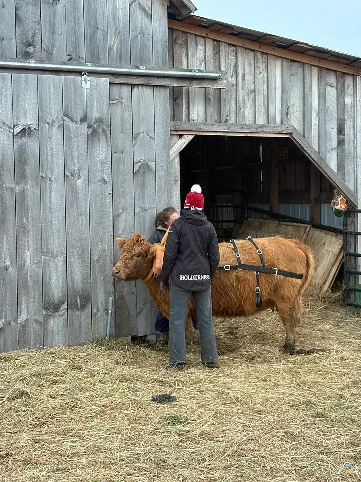 A brown ox wearing a training harness stands outside a wooden barn with two handlers.