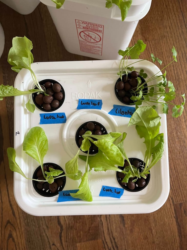 Lettuce and cilantro seedlings growing in a hydroponic grow bucket