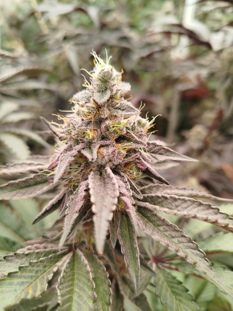 Fleur de CBD indoor premium cultivée en Bretagne