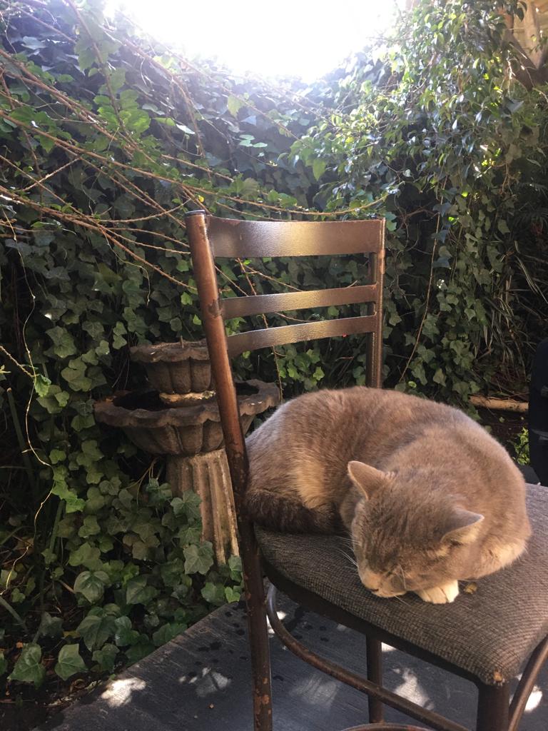Tom, un amigo muy especial de Alessa Café y Penélope Café