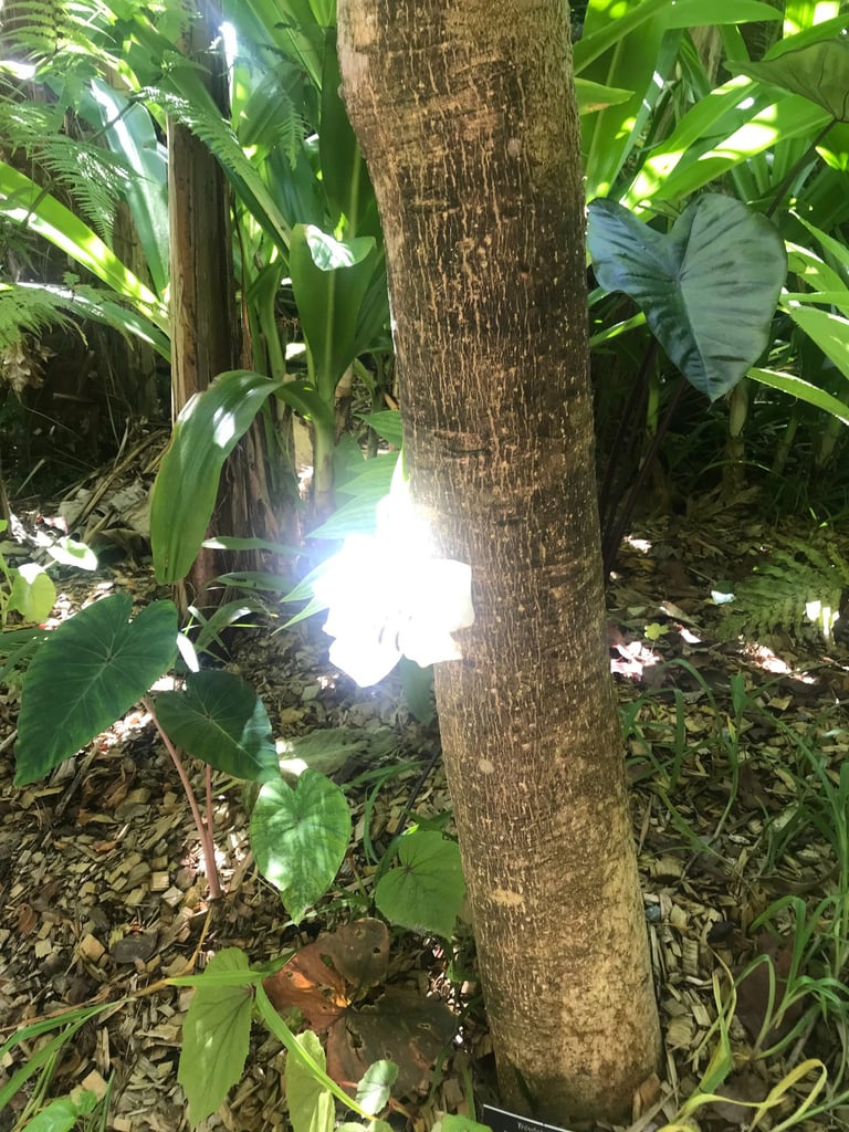 emploie des contes en italien pour développer les compétences linguistiques en italien et créativité