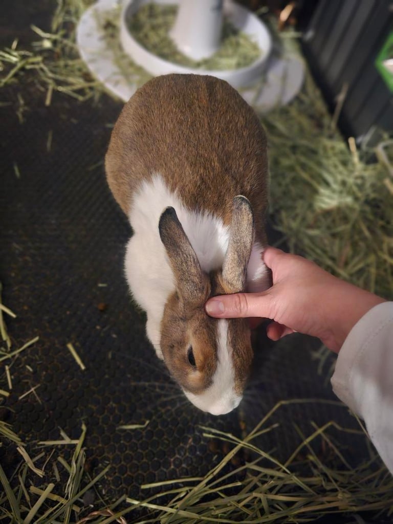 a person holding a rabbit in a cage