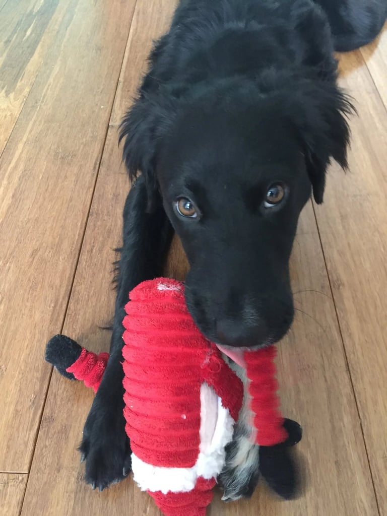 Spotty is playing with santa clause