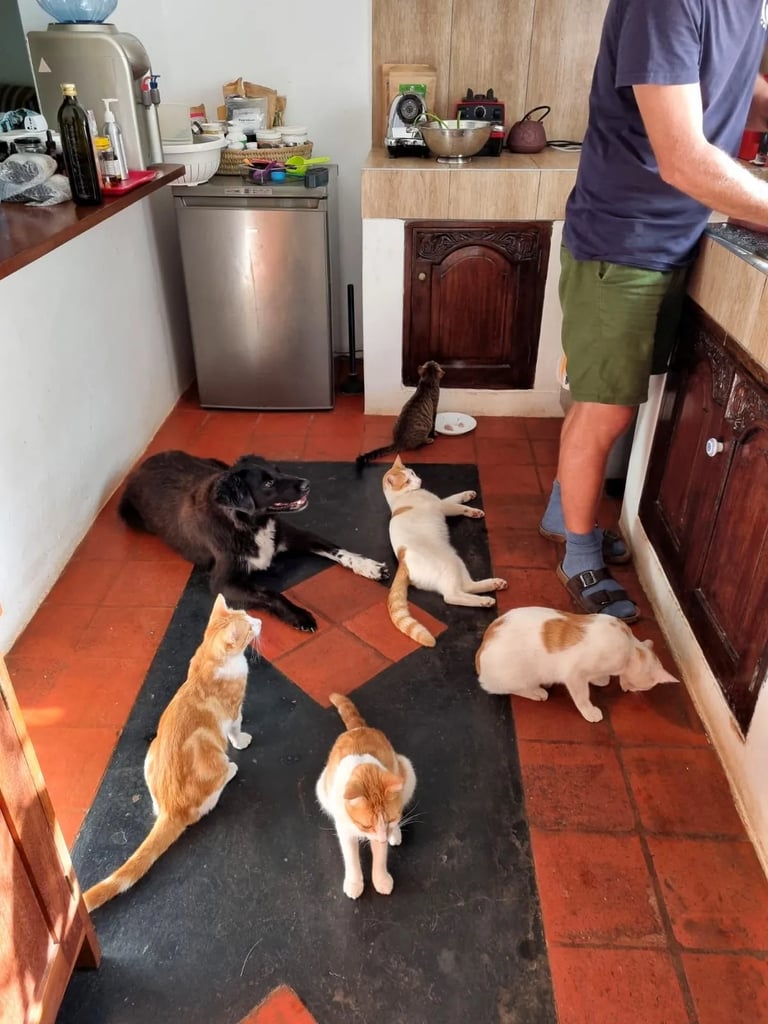 Dan standing in the kitchen with cats for dinner
