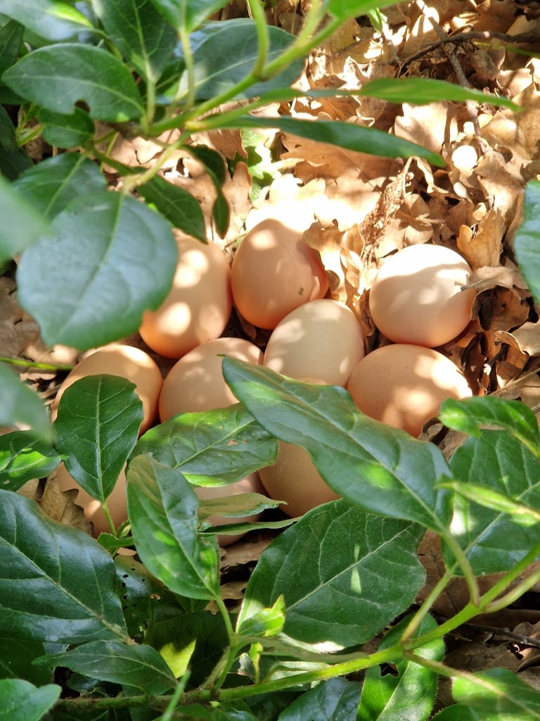 Œufs frais de nos poules à la ferme gourmande