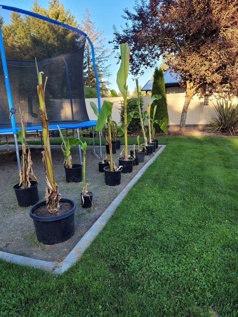 Propagating Banana Palms