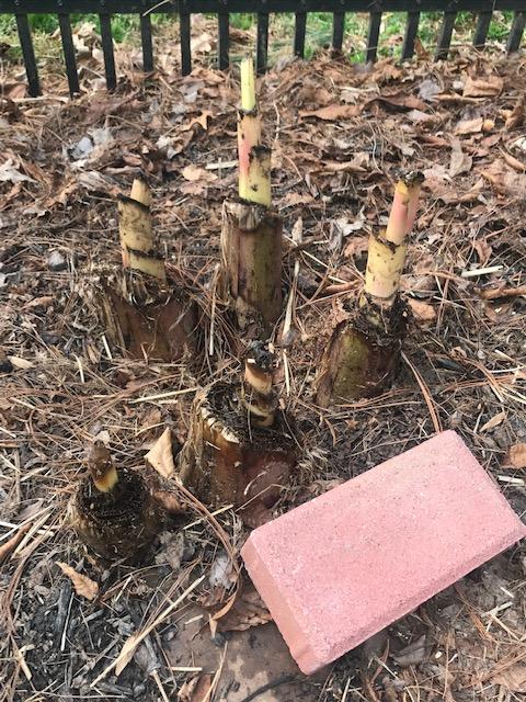 early spring banana palms