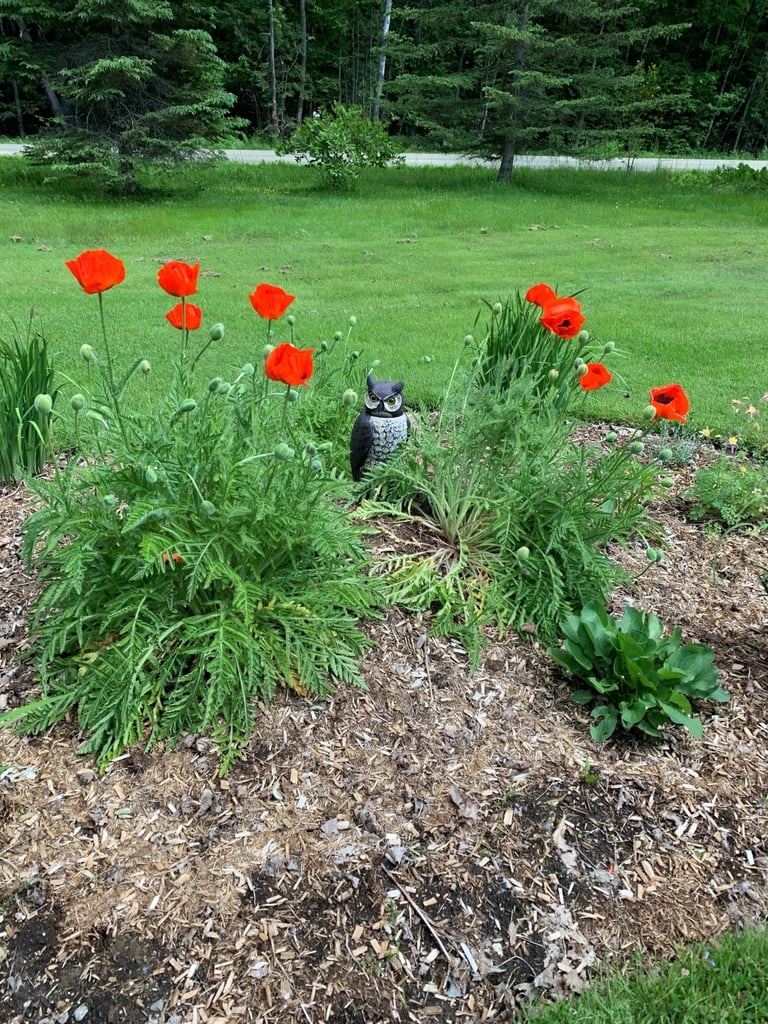 Vibrant red poppies blooming in a garden with a decorative owl decoy among green foliage.