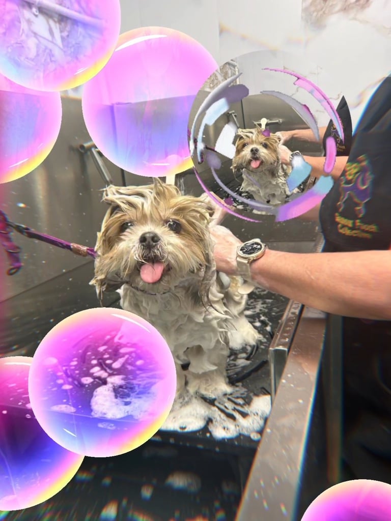 Happy, clean dogs all squeaky clean