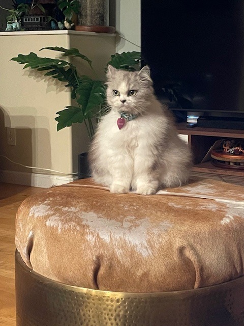 Pet Boarding In Home