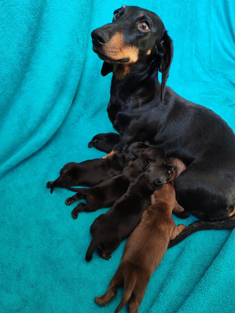 cuccioli bassotti Mesola Ferrara emilia romagna