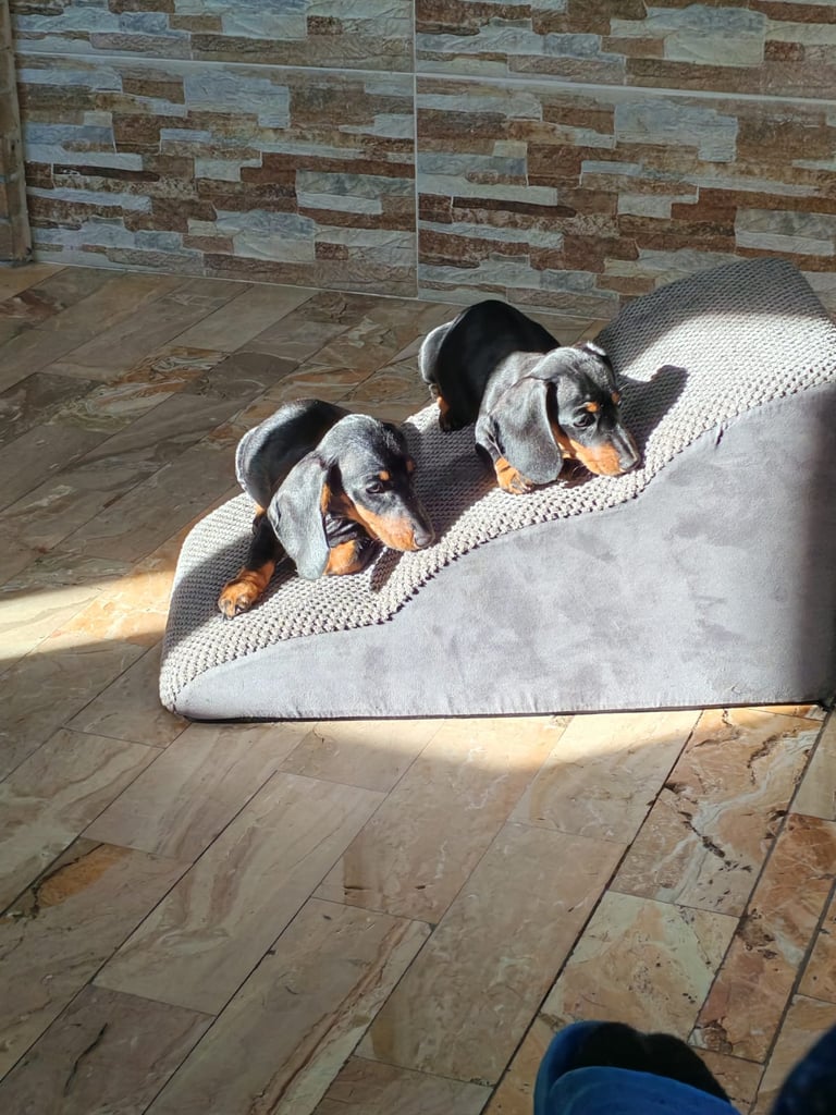 CUCCIOLI BASSOTTO PELO CORTO NANO Mesola Ferrara emilia romagna