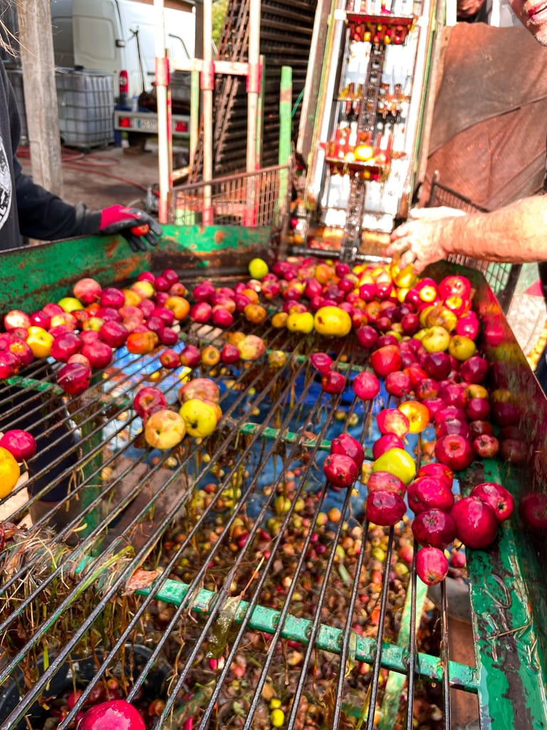 La récolte de pommes de la cidrerie de la Gentilhommière