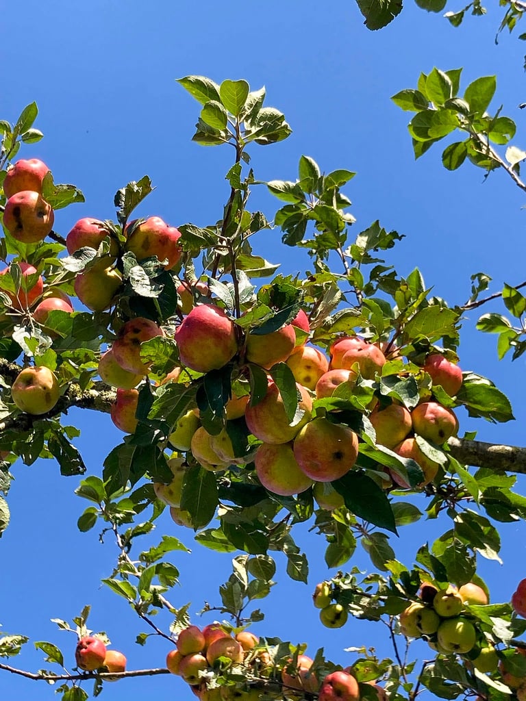 Les pommes de la cidrerie de la Gentilhommière