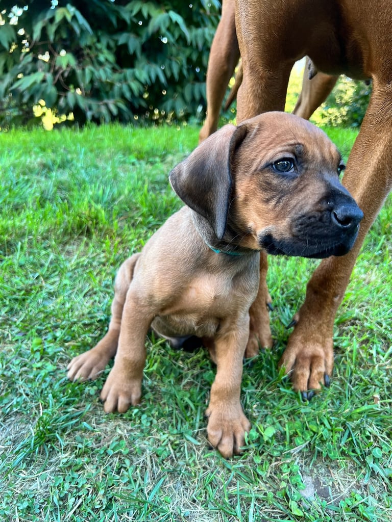 Chiot Rhodesian Ridgeback élevé en famille, en interaction aven un chien adulte en France