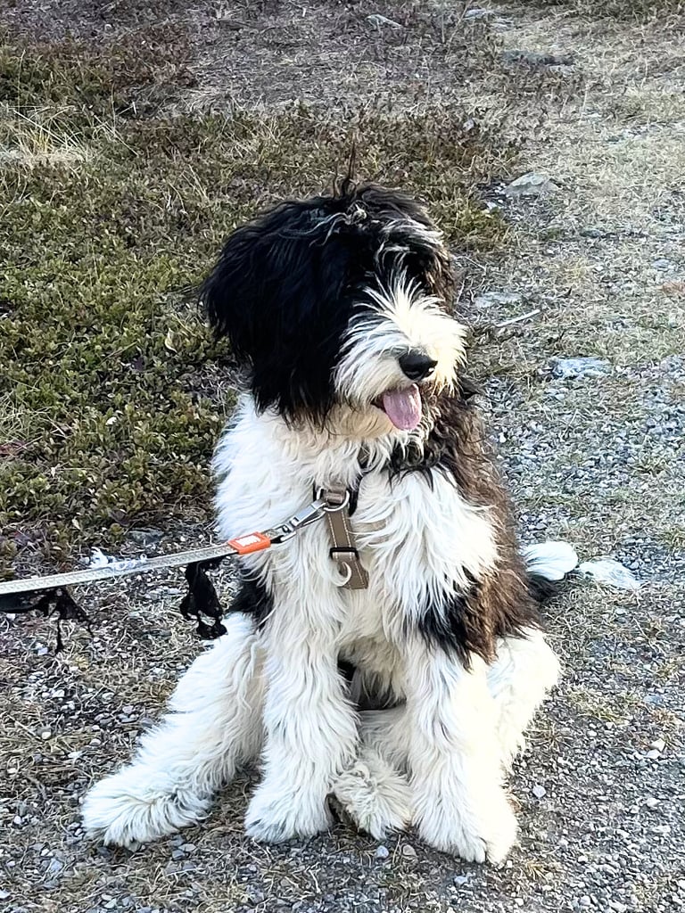 Furnished Bernedoodle