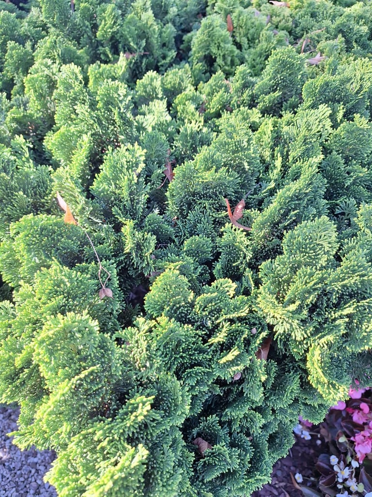 an evergreen Chamaecyparis Obtusa bush