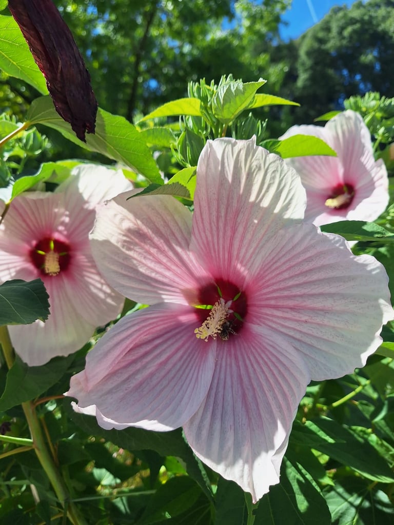 two large pink-white flower on a bush
