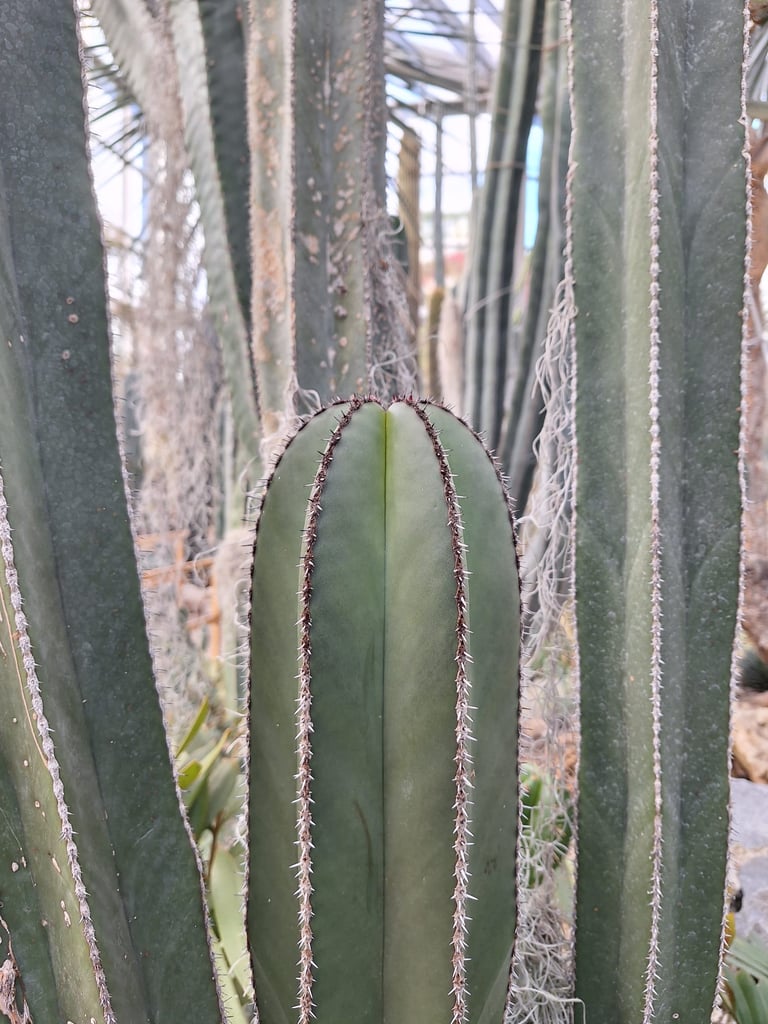 tall Lophocerus Marginatus Cactus plants