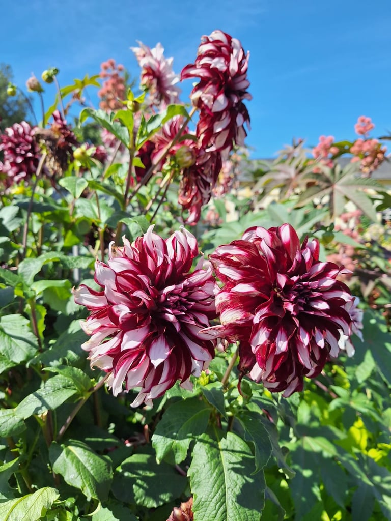 two white red Japanese Dahlias